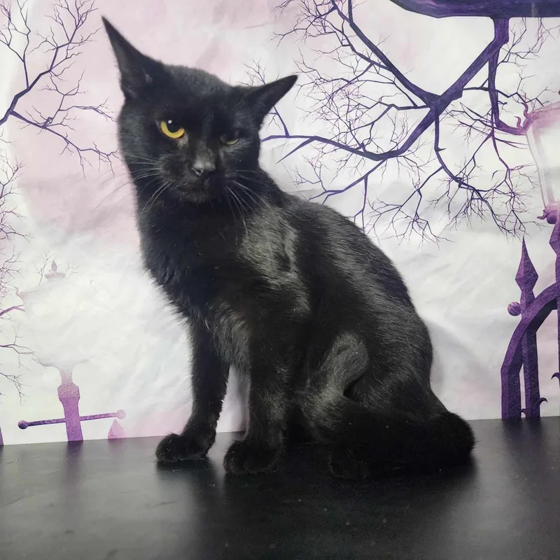 California thumbnail 2