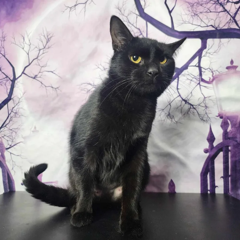 California thumbnail 3