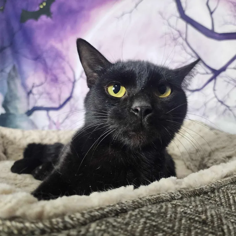 California thumbnail 4