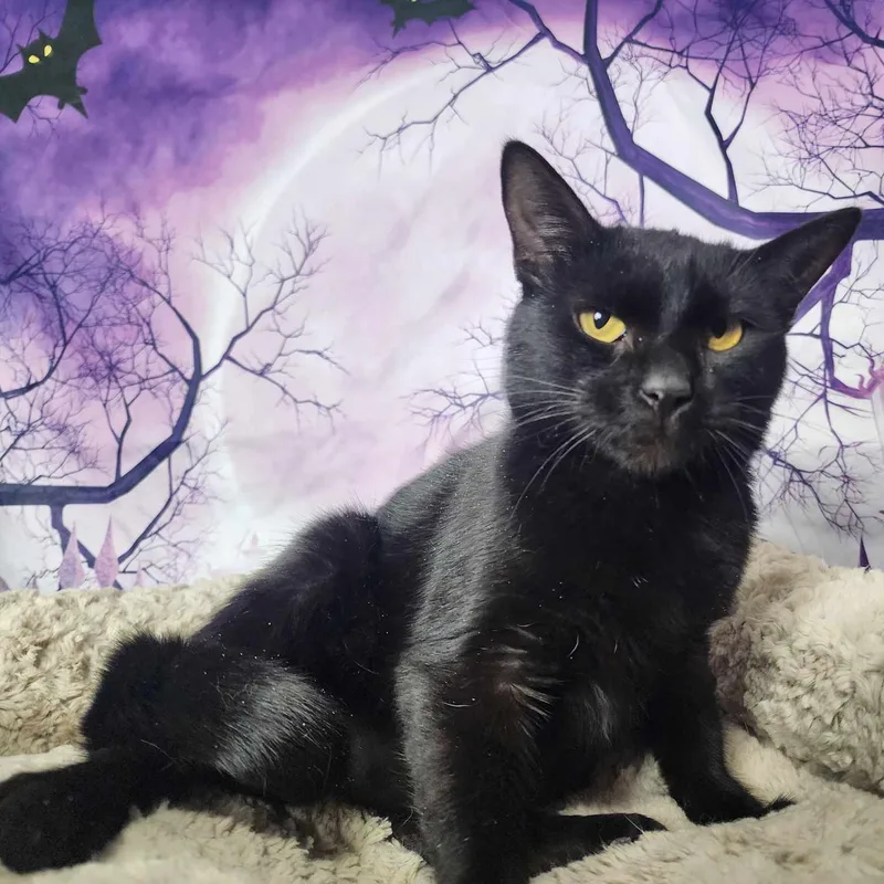 California thumbnail 5