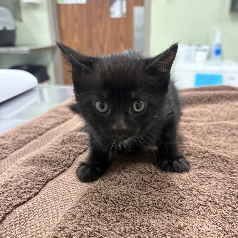 A baby small-sized female Domestic Short Hair cat named Zoe Benson for adoption in Binghamton, NY
