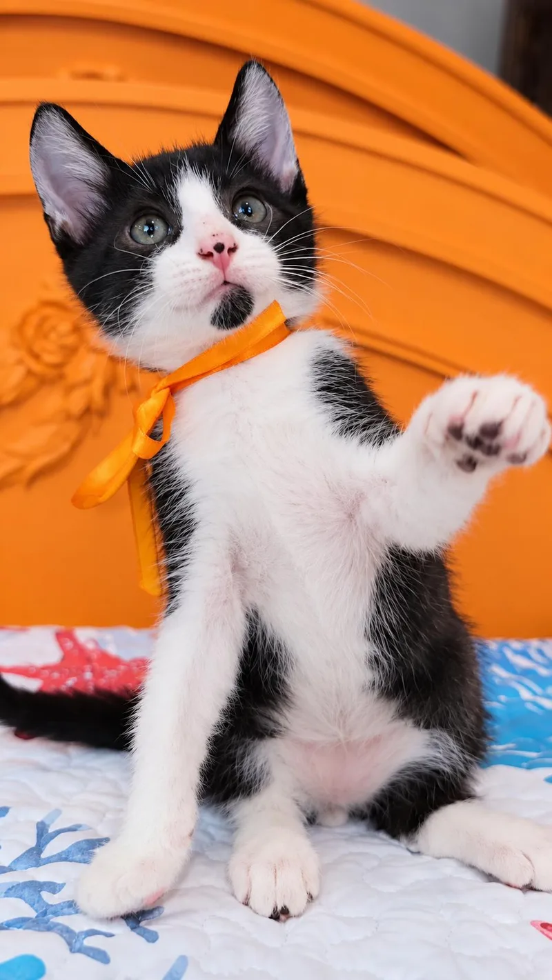 A baby small-sized male Domestic Medium Hair cat named Cookie for adoption in Long Beach, CA
