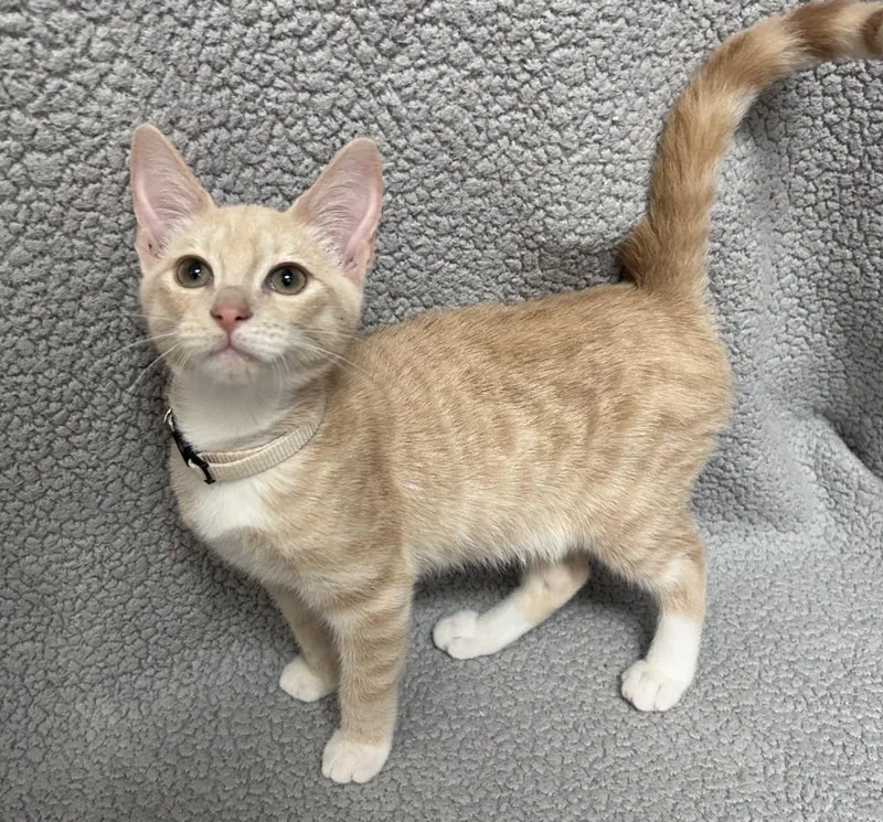 A baby medium-sized female Domestic Short Hair cat named Pinecone for adoption in Madison, GA