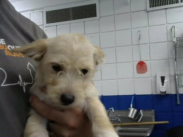 A young small-sized male Border Terrier dog named Gruce for adoption in Albuquerque, NM