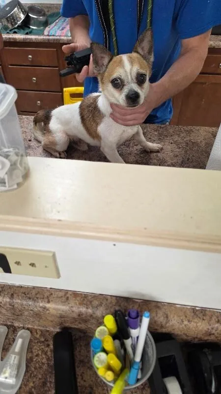 An adult small-sized male Brown / Chocolate Mixed Breed dog named Skittles for adoption in Cincinnati, OH