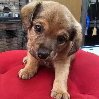 A young small-sized female Black Terrier dog named Deedee for adoption in Lynchburg, VA