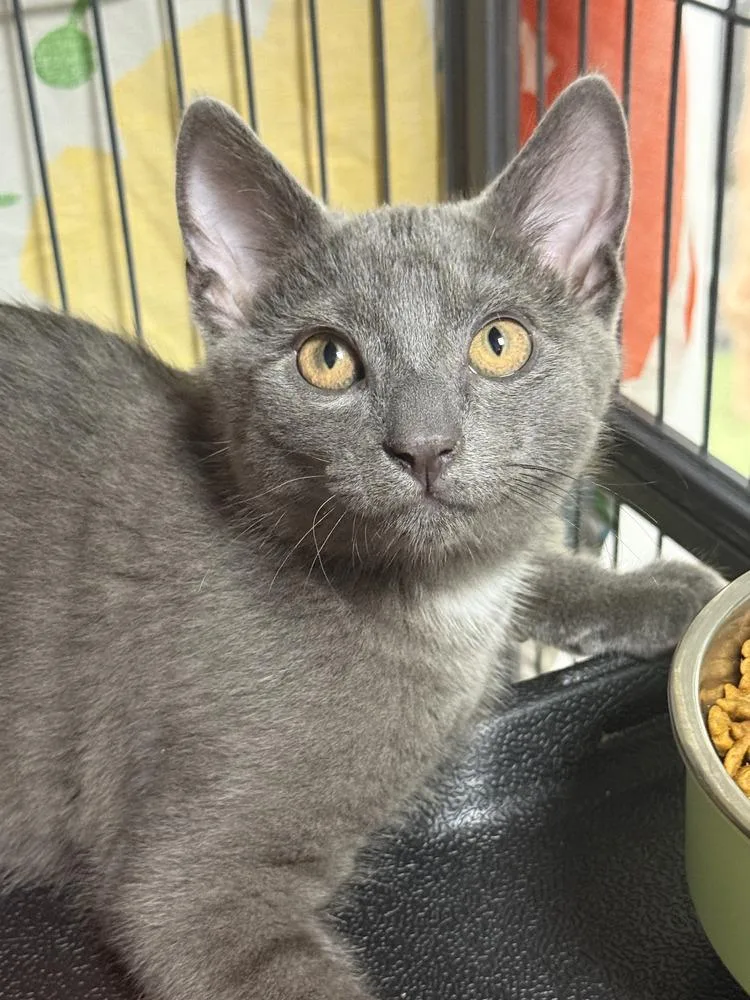 A baby small-sized male Gray / Blue / Silver Domestic Short Hair cat named Oren for adoption in Mount Laurel, NJ