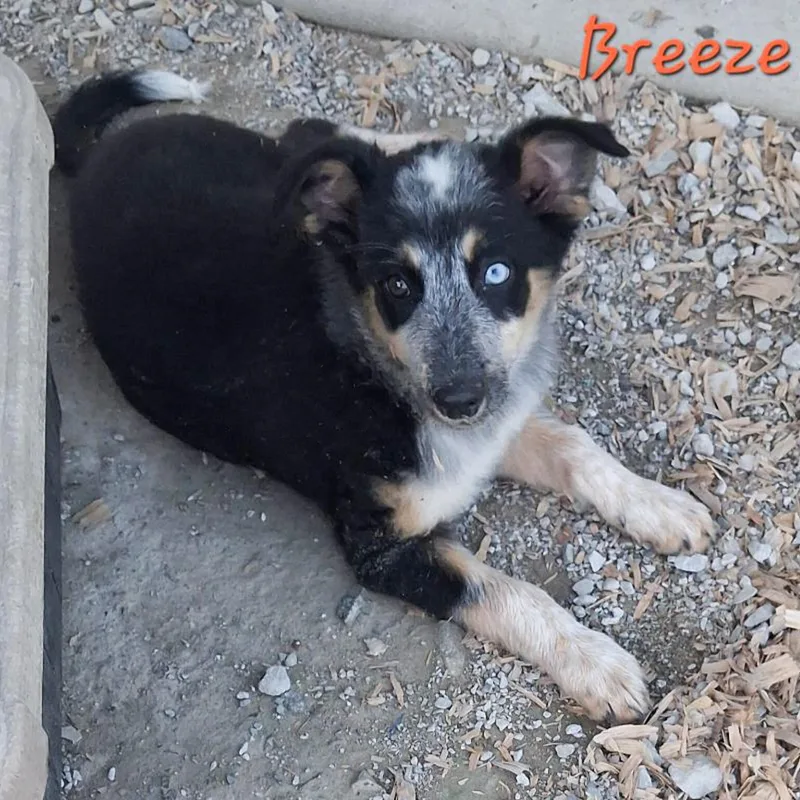 A baby medium-sized female Tricolor (Brown, Black, & White) Australian Shepherd dog named Breeze for adoption in Albany, NY