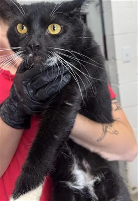 A young small-sized male Domestic Short Hair cat named Cooper for adoption in San Bernardino, CA