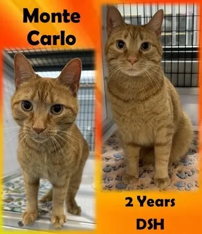 An adult medium-sized male Tabby (Orange / Red) Domestic Short Hair cat named Monte Carlo for adoption in Franklin, IN