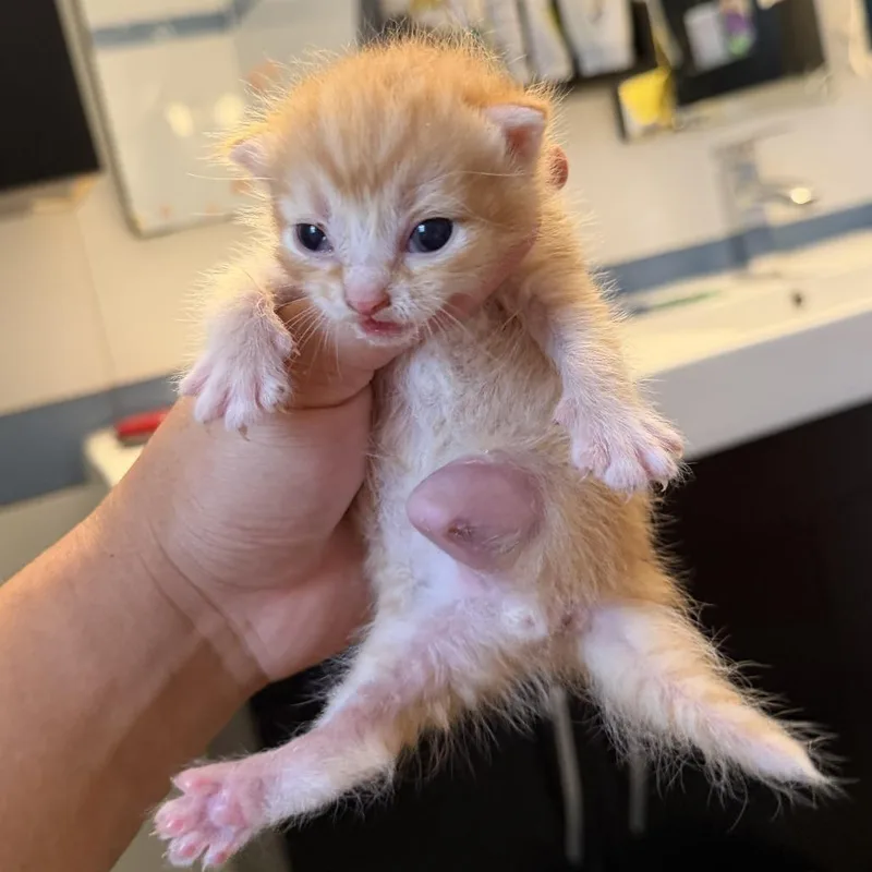 A baby small-sized male Orange / Red Domestic Short Hair cat named Stumpy for adoption in New York, NY