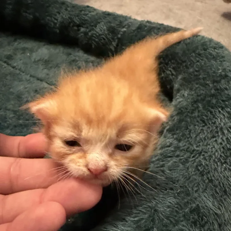 Stumpy thumbnail 3