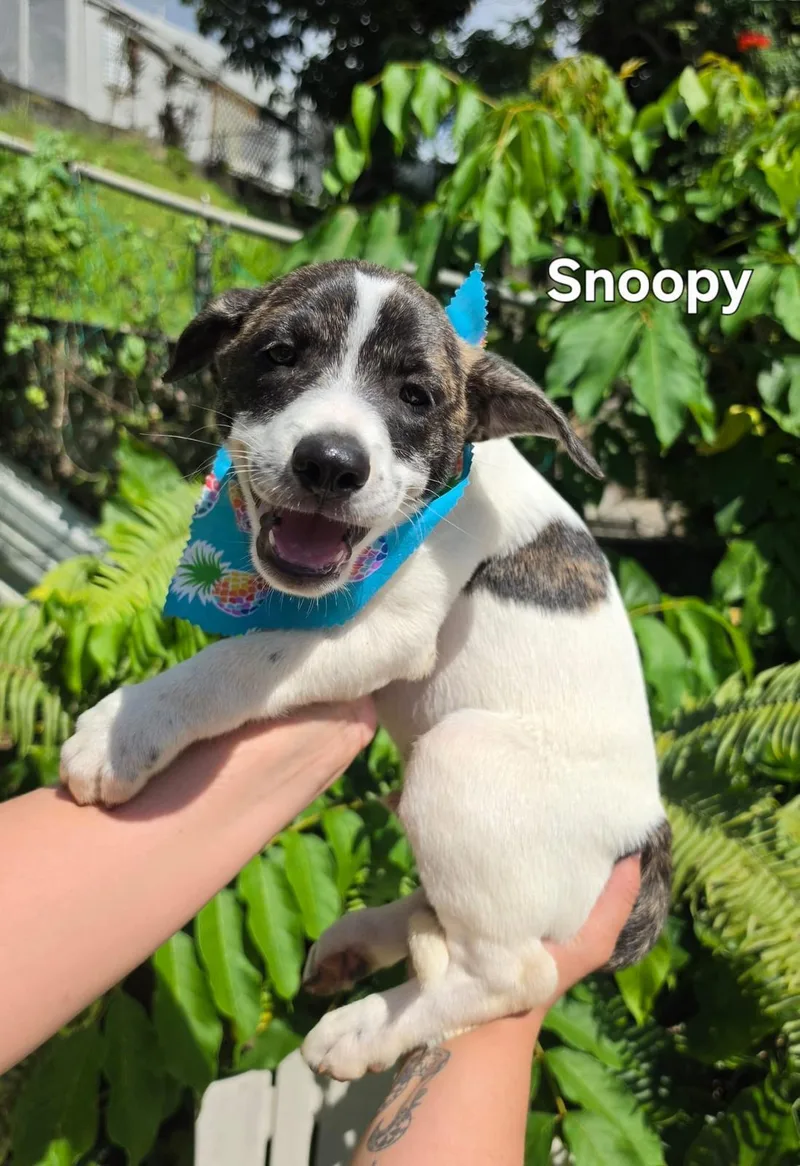 Snoopy