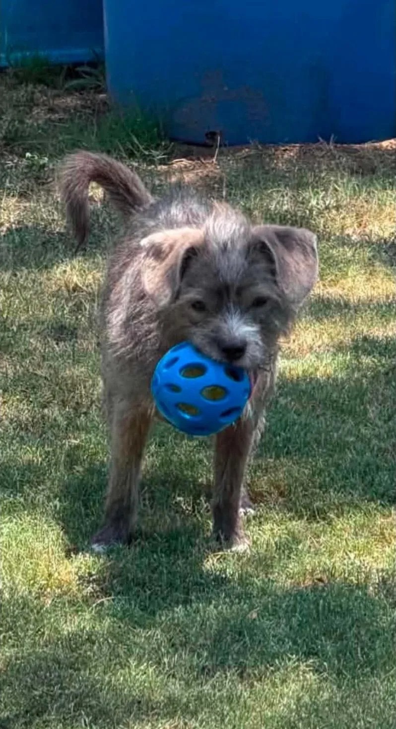 A young small-sized male Terrier dog named Chester for adoption in Garden Valley, ID
