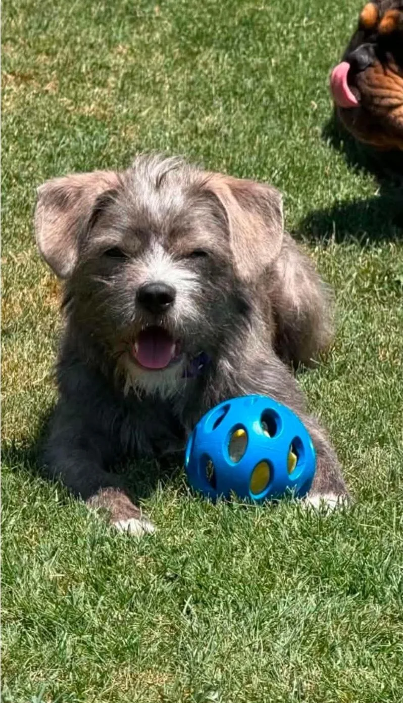 Chester thumbnail 3
