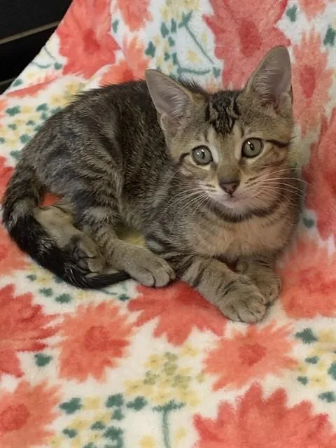 A baby small-sized female Domestic Short Hair cat named Gracie for adoption in Sarasota, FL