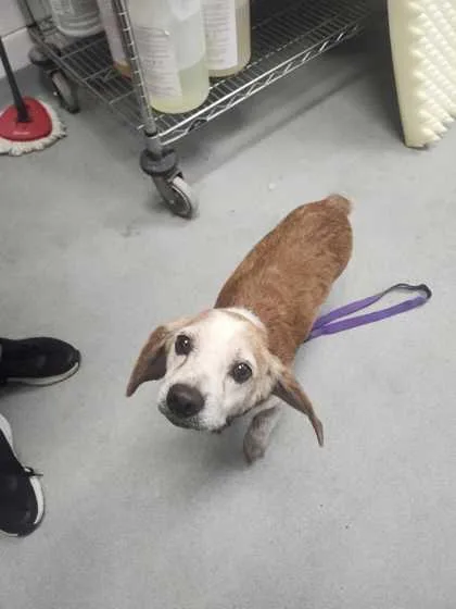 A senior medium-sized male Mixed Breed dog named Copper for adoption in Spruce Pine, NC