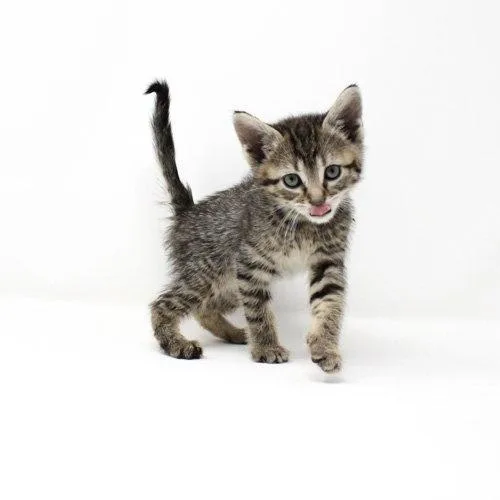 A baby medium-sized male Domestic Short Hair cat named Mockingbird for adoption in Florence, AZ