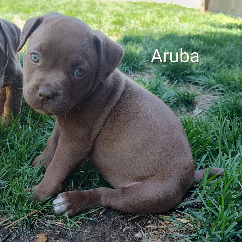 A baby medium-sized female Pit Bull Terrier dog named Aruba for adoption in Midland, MI