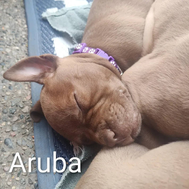 Aruba thumbnail 2