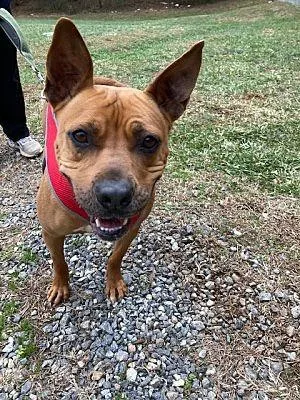 An adult medium-sized female Terrier dog named Muffin for adoption in Mineral, VA