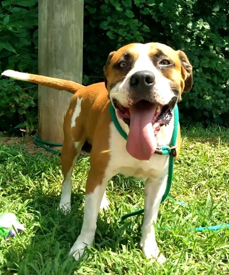 Seminole thumbnail 2