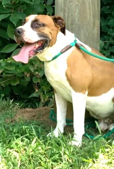 Seminole thumbnail 3