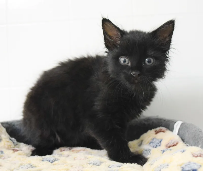 A baby medium-sized male Black Domestic Long Hair cat named Genghis for adoption in Bulverde, TX