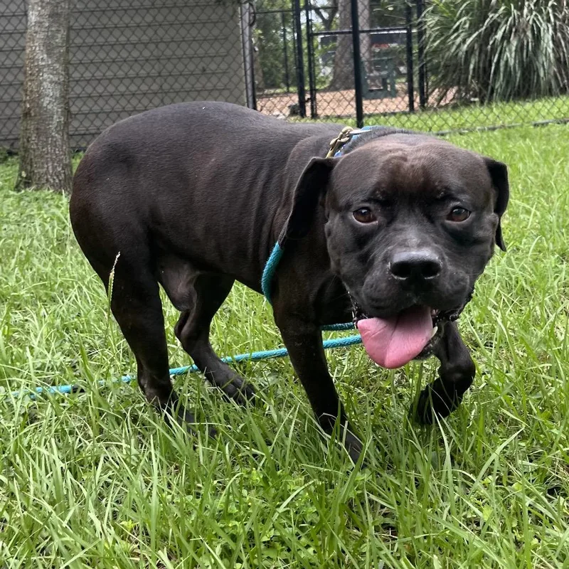 An adult large-sized male Brown / Chocolate Mixed Breed dog named Doby for adoption in Sarasota, FL