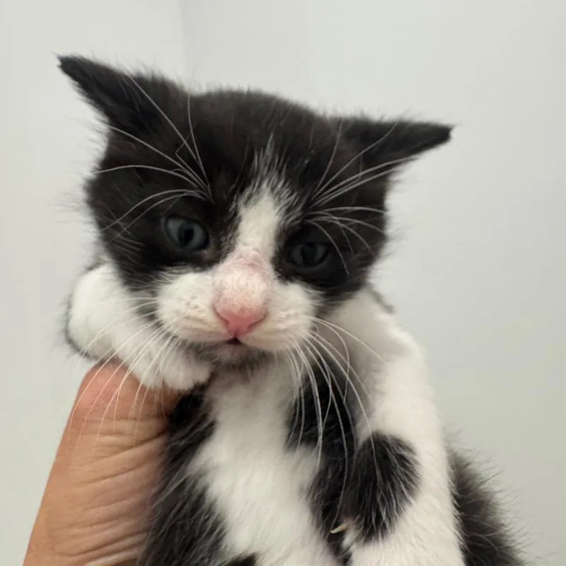 A baby small-sized male Black Domestic Short Hair cat named Otani for adoption in Fort Lauderdale, FL
