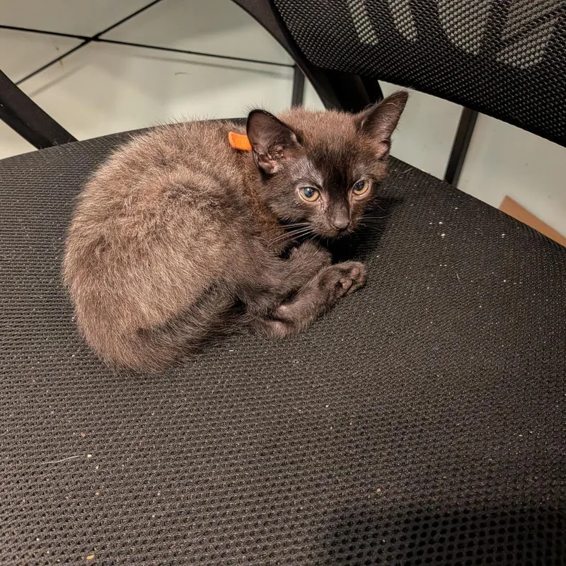A baby small-sized female Black Domestic Short Hair cat named Pepper for adoption in Irwin, PA