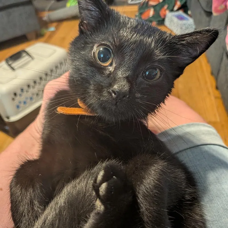 Pepper thumbnail 2