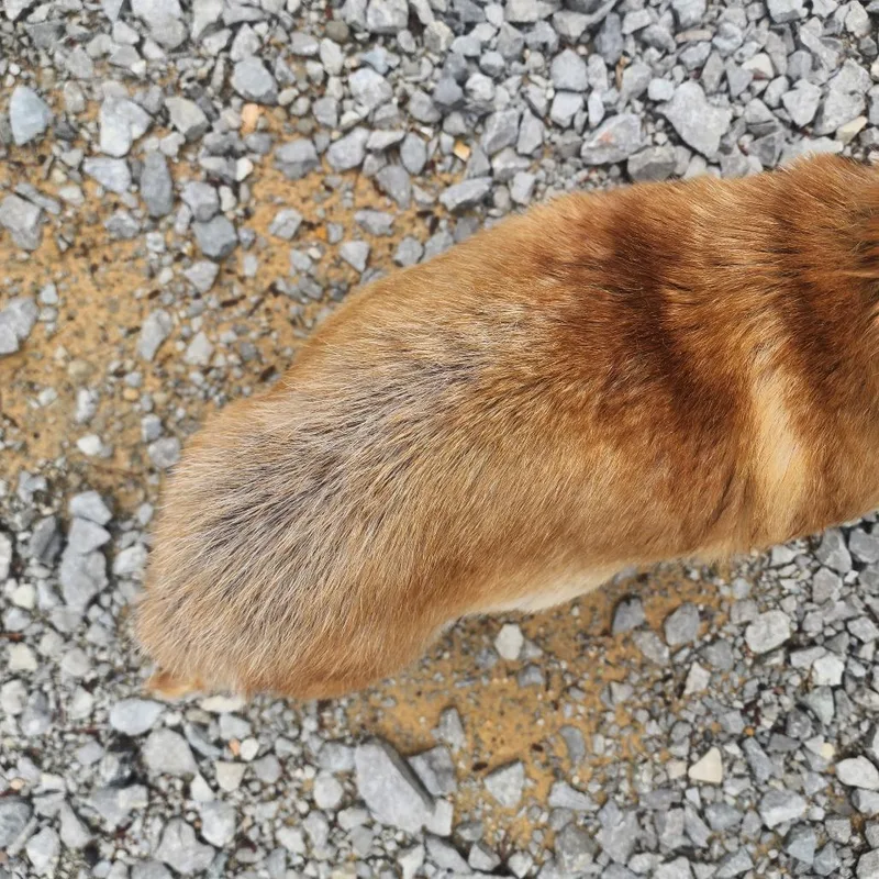 A senior small-sized female Yellow / Tan / Blond / Fawn Chihuahua dog named Chloe for adoption in Evensville, TN