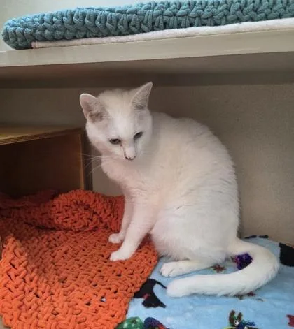 An adult small-sized male Domestic Short Hair cat named Dean for adoption in Bellevue, WA