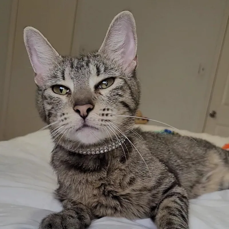 A young medium-sized male Tabby (Gray / Blue / Silver) Domestic Short Hair cat named Penny for adoption in Liverpool, TX
