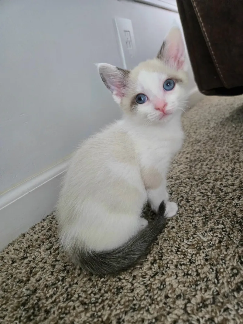 A baby small-sized male Seal Point Siamese cat named Koaand Jagger for adoption in Brighton, MI