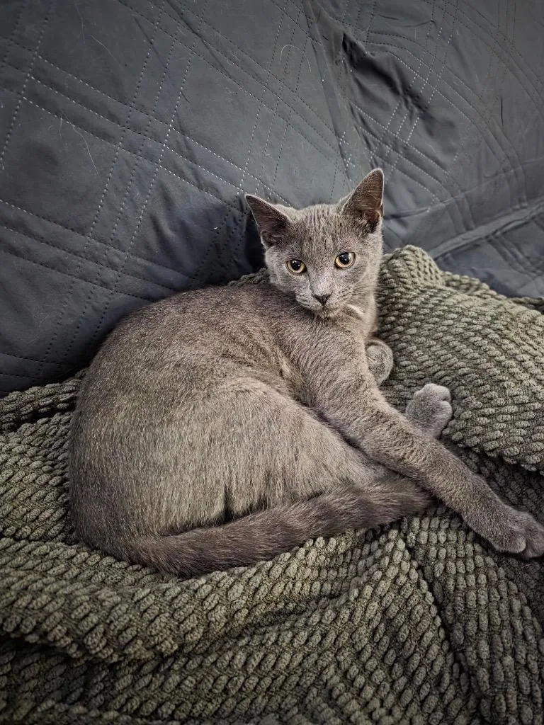 A baby medium-sized male Domestic Short Hair cat named Thistle for adoption in Findlay, OH