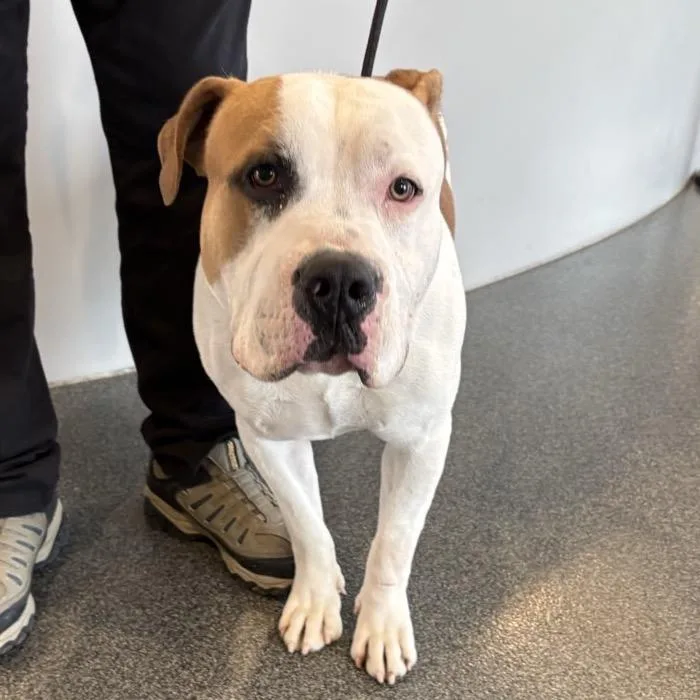 Droolius Caesar thumbnail 2