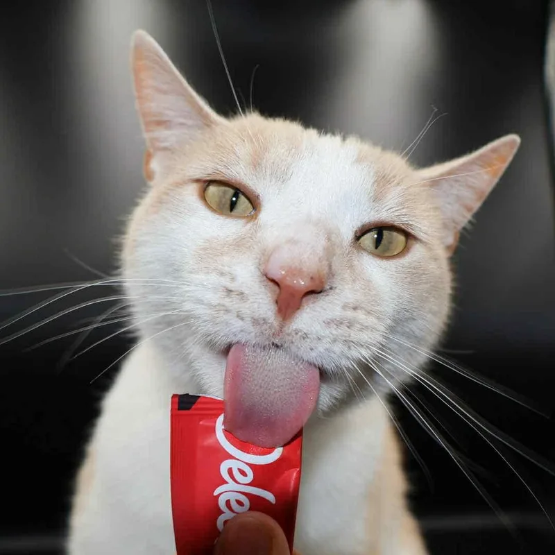 An adult large-sized male Domestic Short Hair cat named Bagel for adoption in Springfield, MO