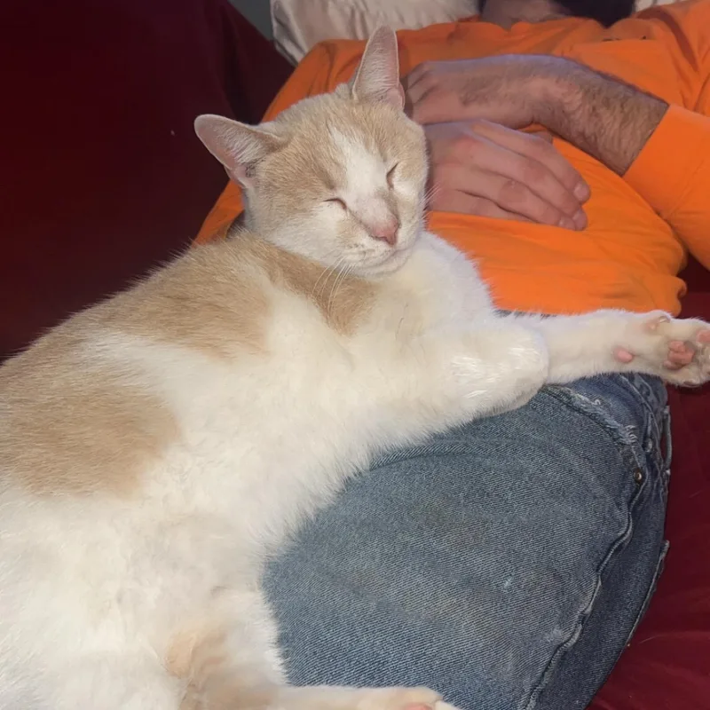 Bagel thumbnail 3