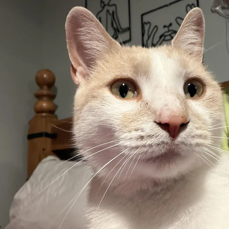 Bagel thumbnail 6