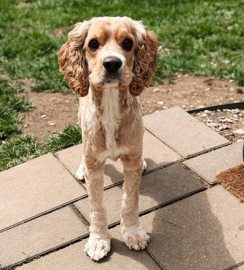 A young medium-sized male Cocker Spaniel dog named Bob for adoption in Akron, OH