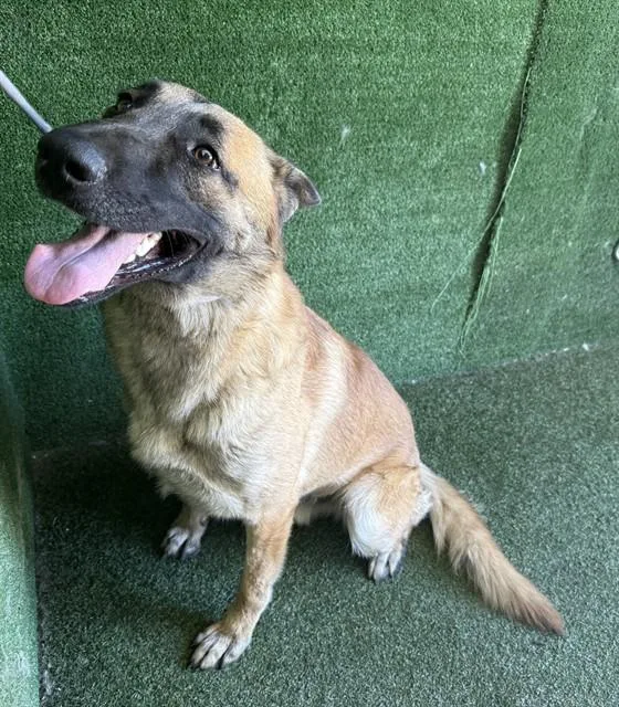 A young large-sized male Belgian Shepherd / Malinois dog named Lars for adoption in Lancaster, CA