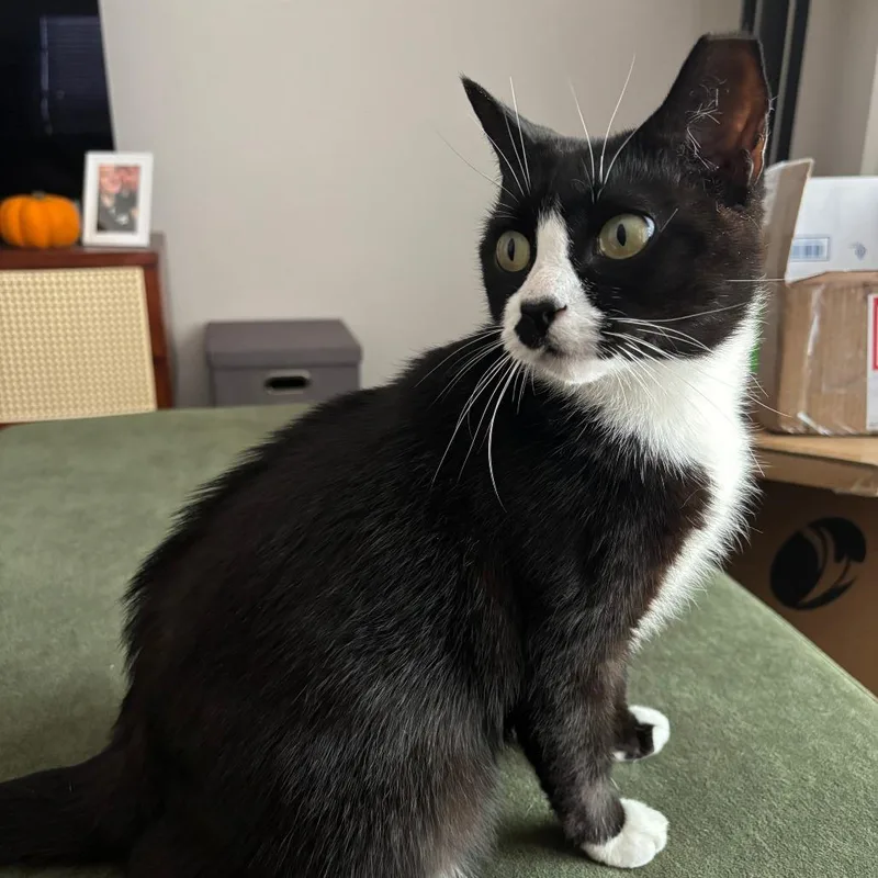 An adult small-sized female Black Domestic Short Hair cat named Wendy Ramishvili for adoption in Merrifield, VA
