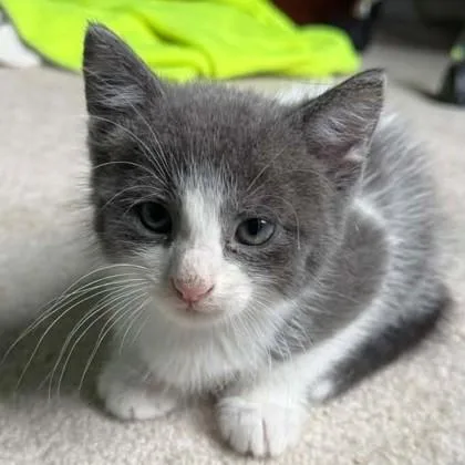 A baby medium-sized male Gray & White Domestic Short Hair cat named Dusty for adoption in Phoenixville, PA
