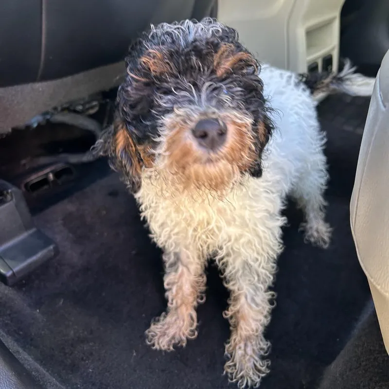 A baby small-sized male White / Cream Miniature Poodle dog named Stray  Broad Street for adoption in Roxboro, NC