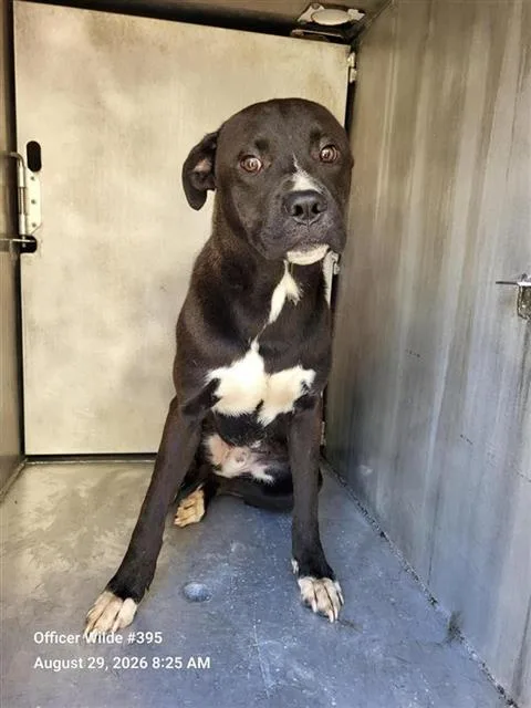 An adult medium-sized male American Staffordshire Terrier dog named Bubba for adoption in San Antonio, TX