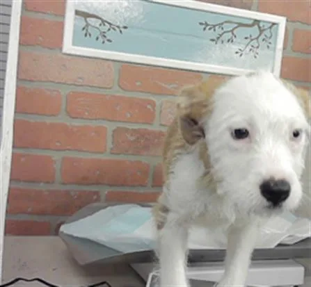 A baby small-sized female Schnauzer dog named A for adoption in Houston, TX