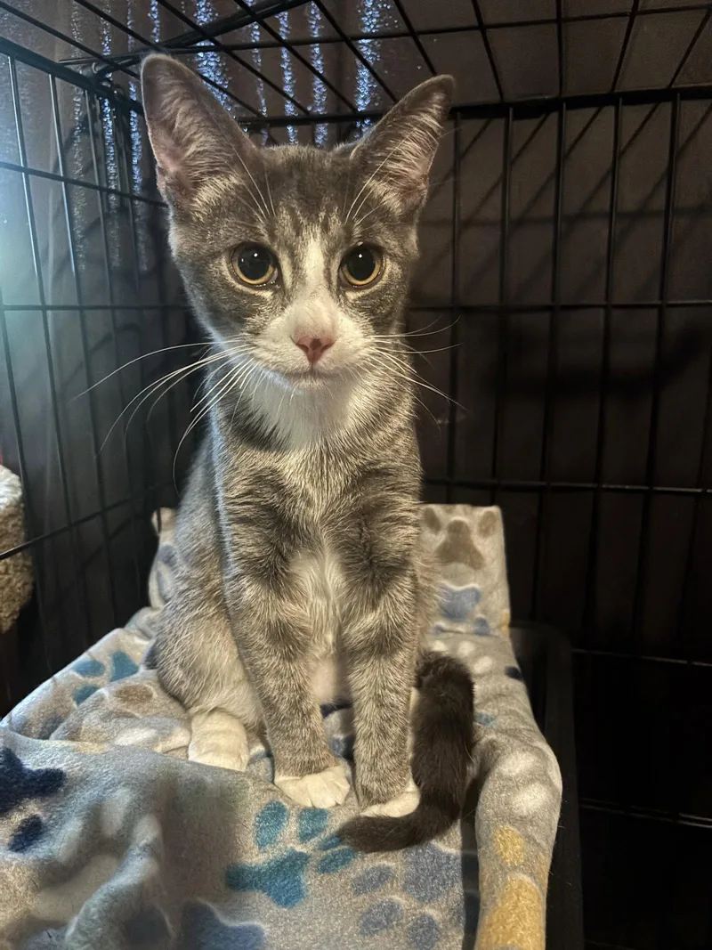 A young medium-sized male Domestic Short Hair cat named Smokey for adoption in Columbus, IN