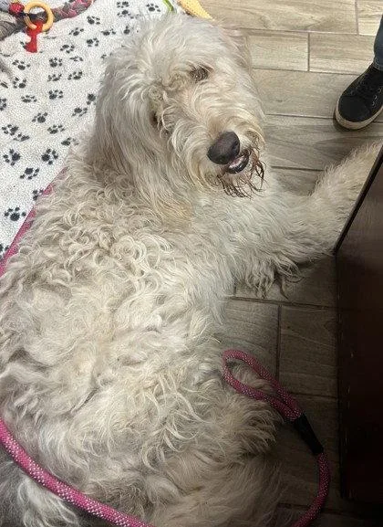 An adult large-sized male Standard Poodle dog named Sheldon for adoption in Pipe Creek, TX